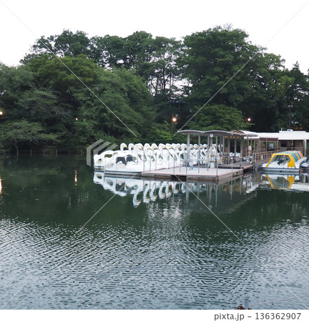 井の頭池のボートのりばと静かな水辺の風景 136362907