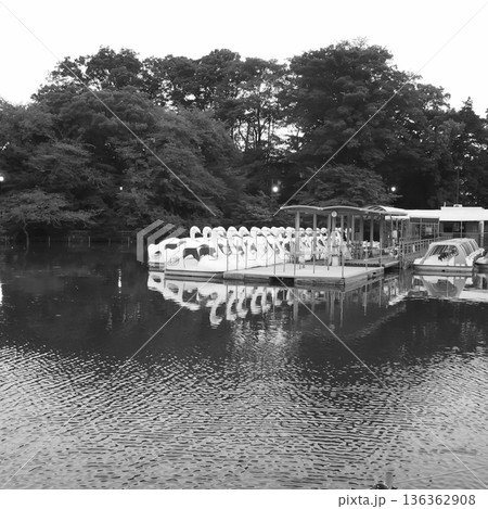 井の頭池のボートのりばと静かな水辺の風景 136362908
