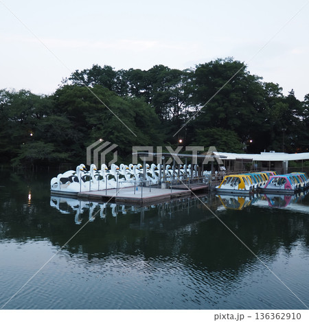 井の頭池のボートのりばと静かな水辺の風景 136362910