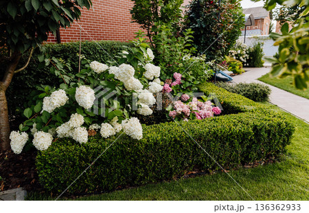 Blooming hydrangeas and trimmed boxwood hedge in a landscaped residential garden Blooming hydrangeas and trimmed boxwood hedge in a landscaped residential garden 136362933