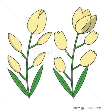 Tulip Blossom Clipart Spring Floral Design 136362946