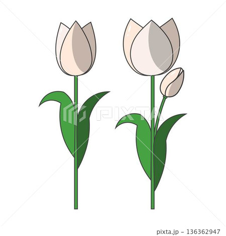 Tulip Blossom Clipart Spring Floral Design 136362947