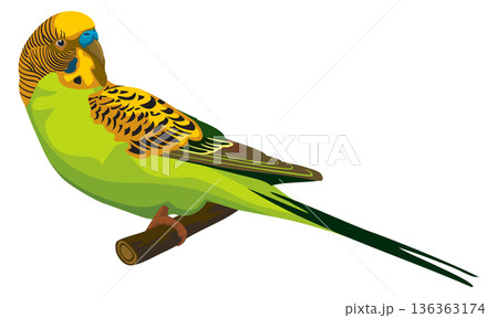 Budgerigar sit on tree branch. Bird pet icon 136363174