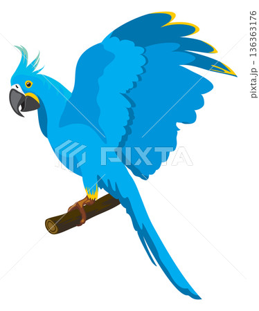 Blue cockatoo. Tropical parrot icon. Exotic animal 136363176