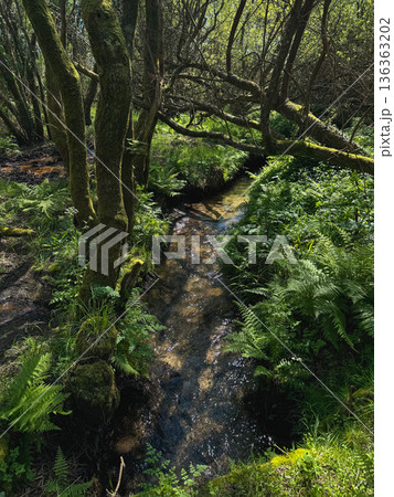Forest stream with moss covered trees and dense ferns, shallow flowing water creating natural pathway through green woodland. Sustainability communication, ecology education Forest stream with moss covered trees and dense ferns, shallow flowing water creating natural pathway through green woodland. Sustainability communication, ecology education 136363202