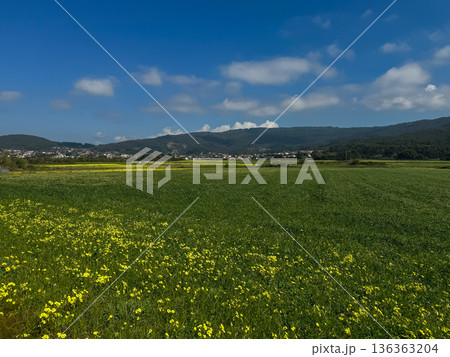 Wide green meadow with yellow wildflowers, open countryside, distant hills with scattered clouds. Sustainability communication, rural development marketing, agriculture, environmental education 136363204