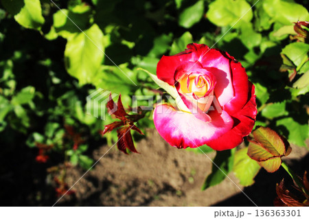 Different varieties of roses. Cultivation of crossed varieties of roses. Red and pink rose on a green background Different varieties of roses. Cultivation of crossed varieties of roses. Red and pink rose on a green background 136363301