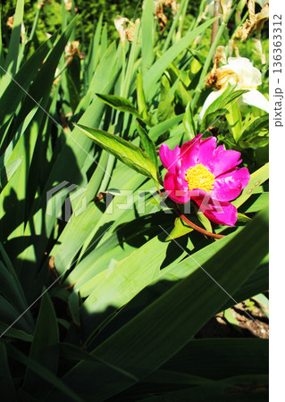 Paeonia lactiflora Paeoniaceae Pink and yellow flowers are serene on the green background 136363312