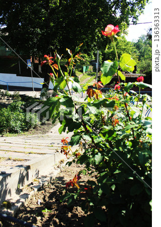 The beginning of flowering of spray rose flowers Stages of flower flowering The beginning of flowering of spray rose flowers Stages of flower flowering 136363313