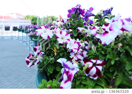 Petunia Atkinsiana Surfinia Group White Blue In Goshka Outdoor Flowers Petunia Atkinsiana Surfinia Group White Blue In Goshka Outdoor Flowers 136363320