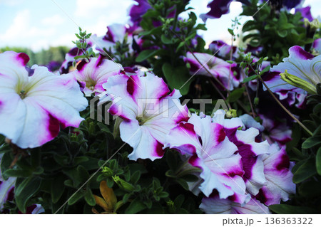 Petunia atkinsiana Surfinia Group close-up. Petunias white blue close-up Petunia atkinsiana Surfinia Group close-up. Petunias white blue close-up 136363322
