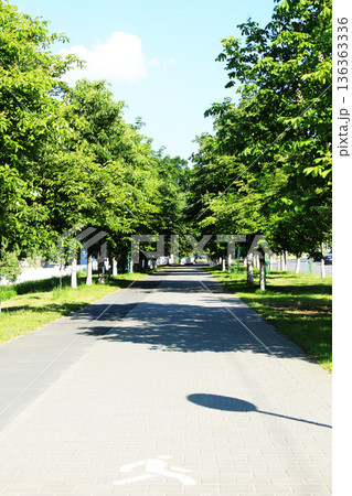 Walking path in the park between the green chestnut trees Walking path in the park between the green chestnut trees 136363336