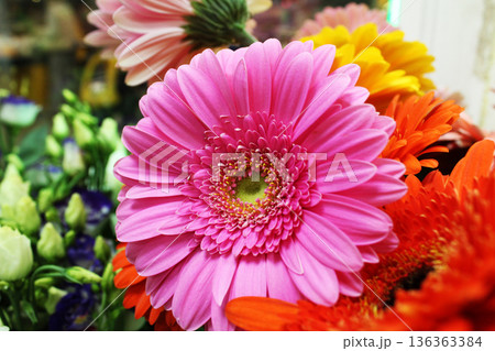 Pink gerbera flower in bouquet close-up 136363384