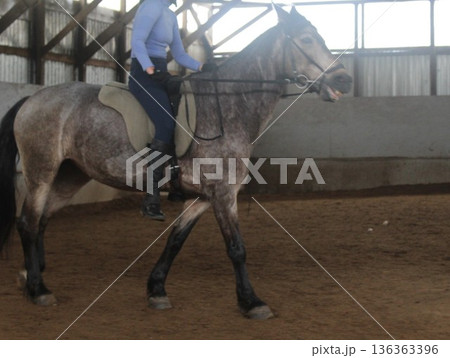 Grey Horse Rider on Indoor Area 136363396
