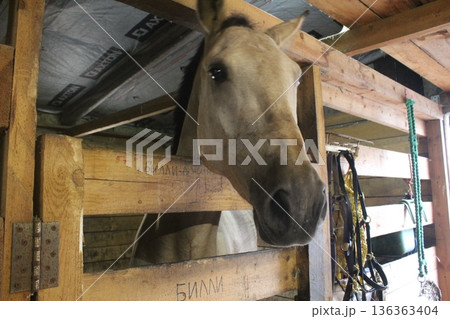 Portrait of a horse in a stall in light golden color close-up Portrait of a horse in a stall in light golden color close-up 136363404