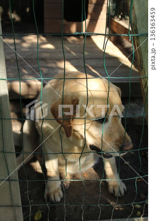 A sad light-colored dog is sitting behind a cage 136363459
