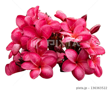 Group of bright pink flowers showing water droplets on petals. The flowers are arranged closely, displaying their natural beauty and fresh appearance in a clear cut-out format Group of bright pink flowers showing water droplets on petals. The flowers are arranged closely, displaying their natural beauty and fresh appearance in a clear cut-out format 136363522