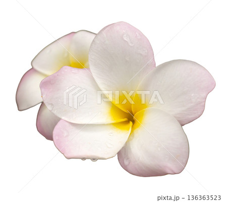Two pink and white flowers with yellow centers are positioned on white background. The flowers appear fresh and vibrant, suitable for designs or decorative uses Two pink and white flowers with yellow centers are positioned on white background. The flowers appear fresh and vibrant, suitable for designs or decorative uses 136363523