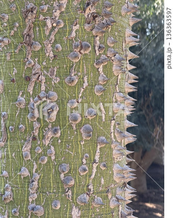 Thorny ceiba tree trunk texture closeup, ideal background for nature and botanical themes 136363597
