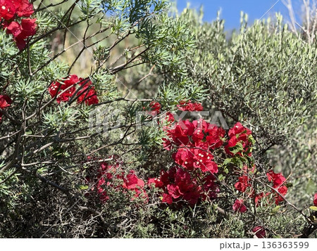 Red bougainvillea flowers among green foliage under clear blue sky, natural summer background Red bougainvillea flowers among green foliage under clear blue sky, natural summer background 136363599