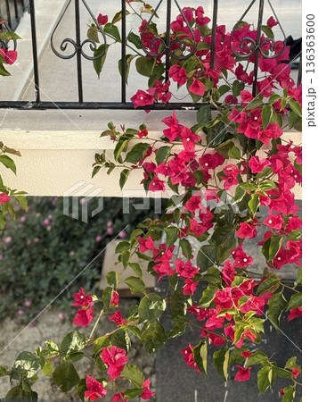 Pink bougainvillea cascading over balcony railing with green leaves below and soft background 136363600