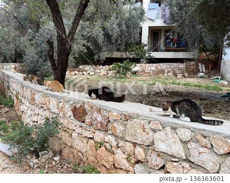 Four cats on stone wall near house with trees, exploring environment in relaxed rural setting 136363601