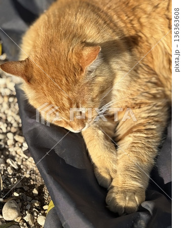 Orange tabby cat peacefully sleeping outdoors on black fabric, surrounded by small pebbles 136363608