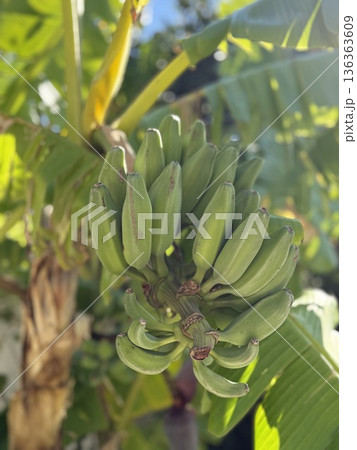 Banana tree with hanging green bananas in sunlight, suitable for agricultural background Banana tree with hanging green bananas in sunlight, suitable for agricultural background 136363609