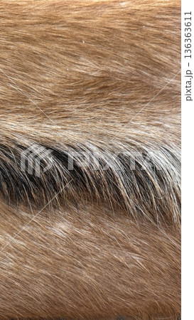 Closeup of brown and black fur texture, suitable for background or animal-related themes 136363611