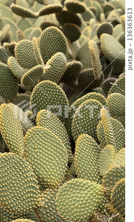 Cactus closeup showcasing textured green pads covered with yellow spots, ideal for background Cactus closeup showcasing textured green pads covered with yellow spots, ideal for background 136363613