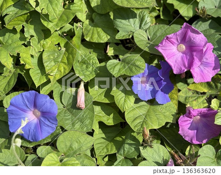 Morning glories in vibrant pink and purple hues bloom among lush green foliage in sunshine Morning glories in vibrant pink and purple hues bloom among lush green foliage in sunshine 136363620