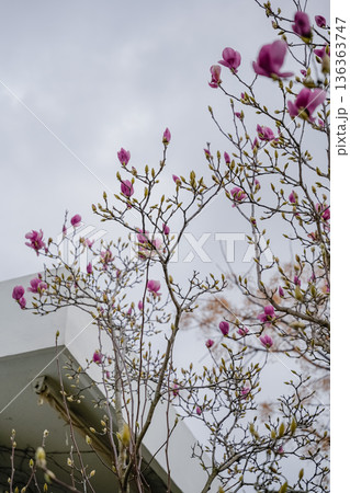 Blooming Magnolia Tree Near House 136363747