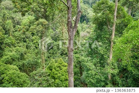 Aerial view of virgin rainforest in Borneo, Sabah, Malaysia. Aerial view of virgin rainforest in Borneo, Sabah, Malaysia. 136363875