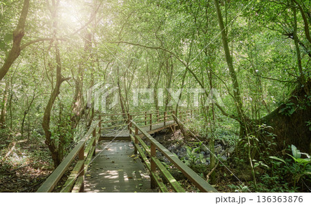 Path in virgin rainforest in Borneo, Sabah, Malaysia. 136363876
