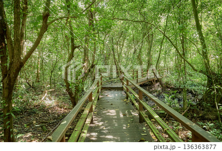 Path in virgin rainforest in Borneo, Sabah, Malaysia. 136363877