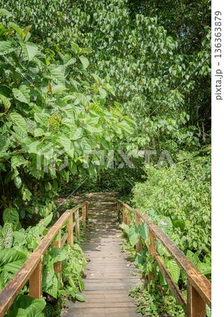 Path in virgin rainforest in Borneo, Sabah, Malaysia. Path in virgin rainforest in Borneo, Sabah, Malaysia. 136363879