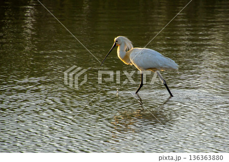 Black-faced spoonbill during sunset foraging for food in the wetlands. 136363880