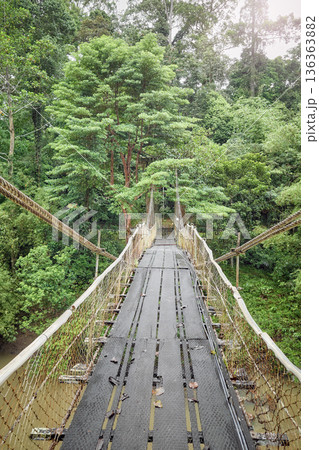 Bridge over the river in the jungle of Danum Valley, Borneo, Malaysia. 136363882