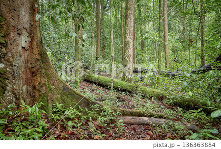 Rainforest in the Danum Valley Conservation Area, Borneo, Malaysia. 136363884