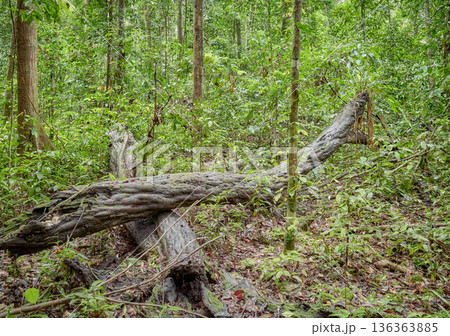 Rainforest in the Danum Valley Conservation Area, Borneo, Malaysia. 136363885