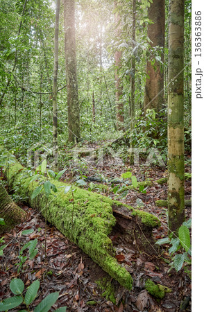 Rainforest in the Danum Valley Conservation Area, Borneo, Malaysia. 136363886
