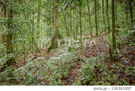 Rainforest in the Danum Valley Conservation Area, Borneo, Malaysia. 136363887