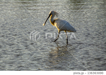Black-faced spoonbill during sunset foraging for food in the wetlands. 136363890