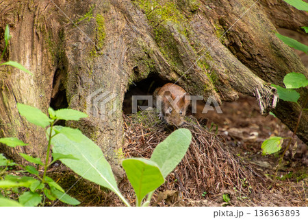 A little mouse is coming out of his hiding place. 136363893