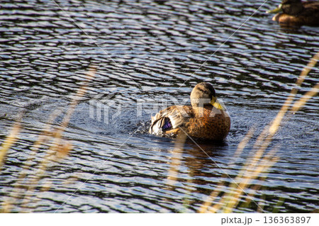 Duck starting up the turbo motor to clean himself. 136363897
