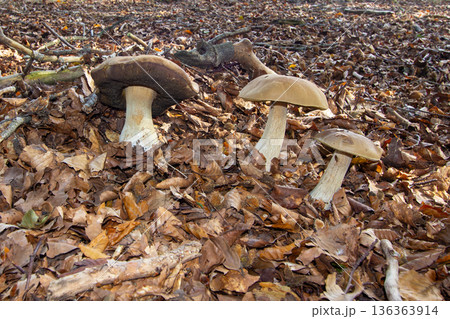 Mushroom in the leaves on the ground. 136363914