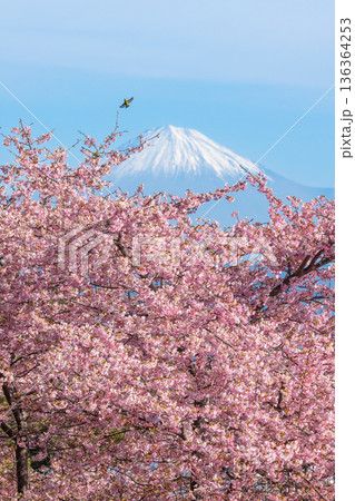 富士山と桜 136364253
