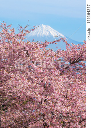 富士山と桜 136364257