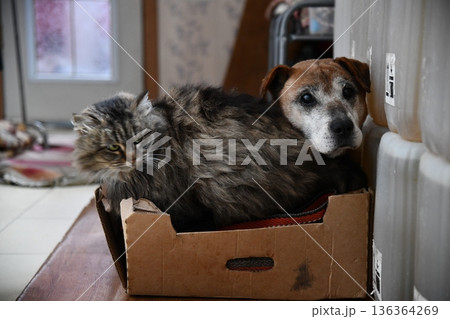 cat and dog hanging out together 136364269