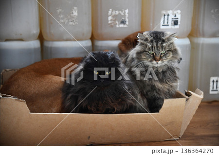 cat and dog hanging out together cat and dog hanging out together 136364270
